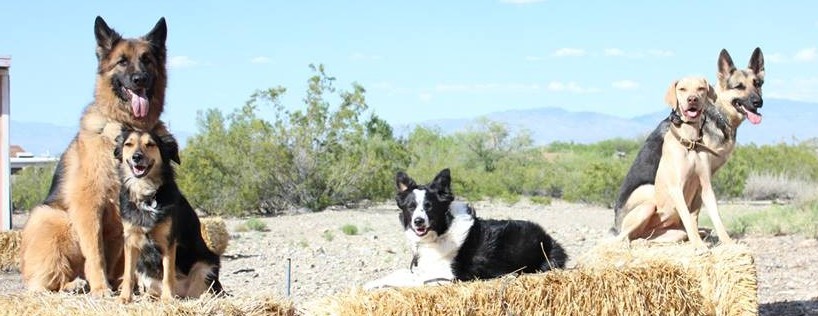 Tucson Oro Valley Dog Training &amp; Puppy Training: K9 ...